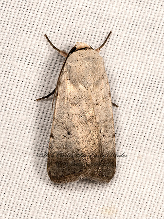 Anicla digna  NOCTUINI OWLET MOTH 3040199z