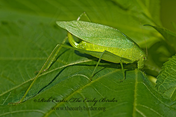 Amblycorypha oblongifolia  OBLONG-WINGED KATYDID 8007879z