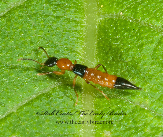 Paederus iowensis 4001850