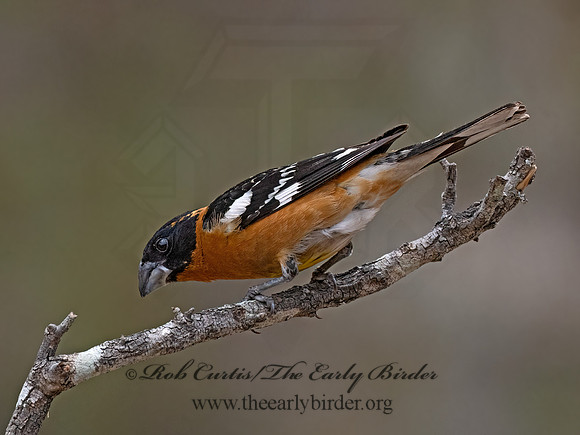 Pheucticus melanocephalus  BLACK-HEADED GROSBEAK 3037696z