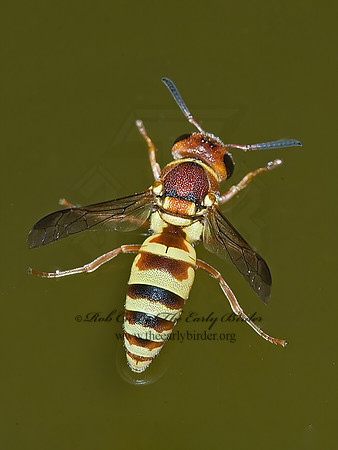 Euodynerus annulatus 7008379z