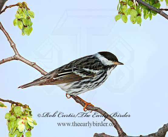 Setophaga striata  BLACKPOLL WARBLER 3007389z