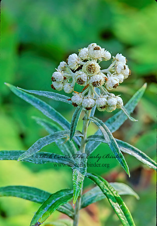 Anaphalis margaritaceae  PEARLY EVERLASTING 211634z