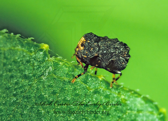 Exema dispar  CASEBEARER LEAF BEETLE 1288204z