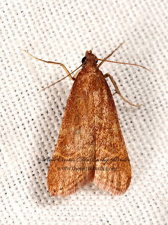 Arta epicoenalis  CHRYSAUGINAE PYRALID MOTH 3036500z
