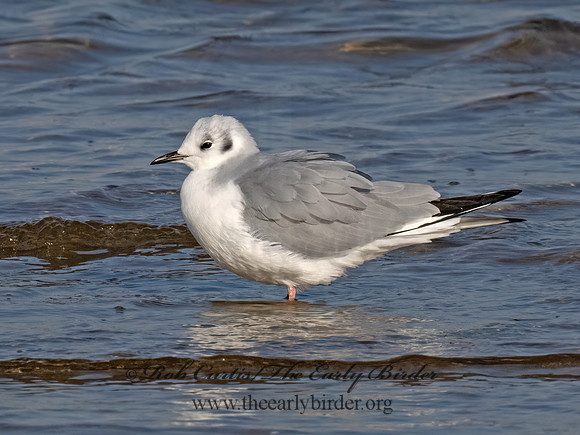 Chroicocephalus philadelphia  BONAPARTE'S GULL 9070821z
