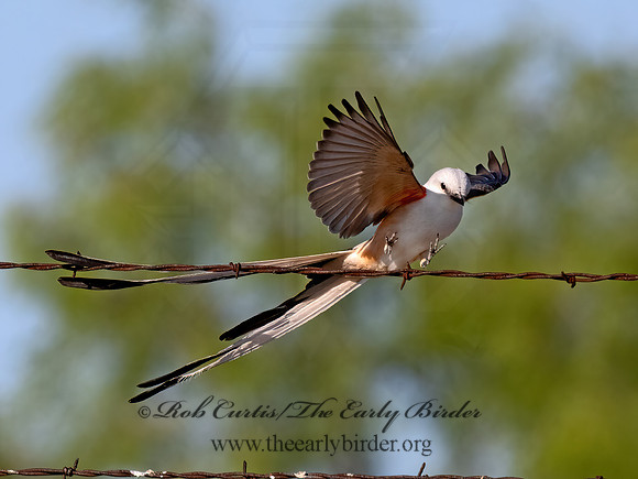 Tyrannus forficatus  SCISSOR-TAILED FLYCATCHER 3033977z