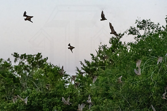 Tadarida brasiliensis  MEXICAN FREE-TAILED BAT 3039154-z