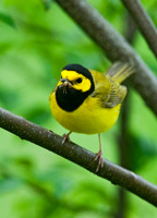 Setophaga citrina HOODED WARBLER 8028246z