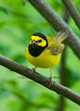 Setophaga citrina  HOODED WARBLER 8028246z