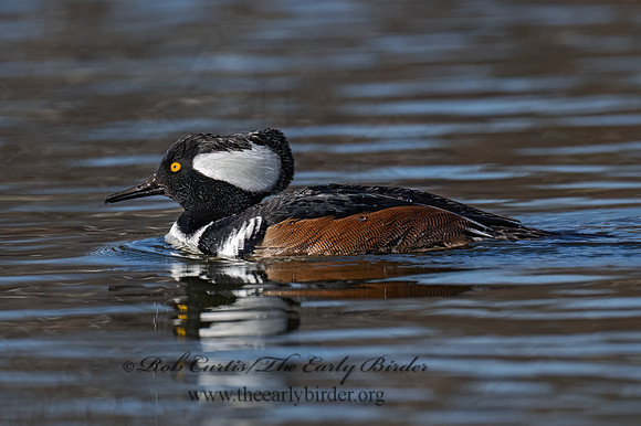 Lophodytes cucullatus  HOODED MERGANSER 9073599z