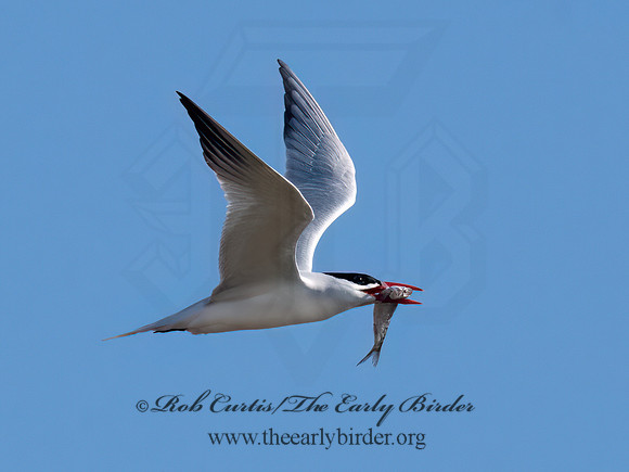 Hydroprogne caspia  CASPIAN TERN 3042311z