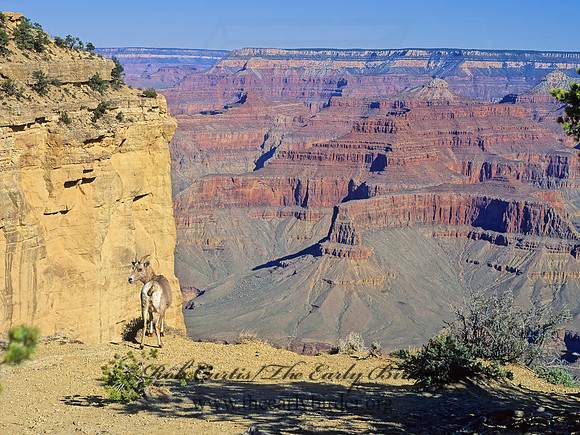 Ovis canadensis  BIGHORN SHEEP 121214z