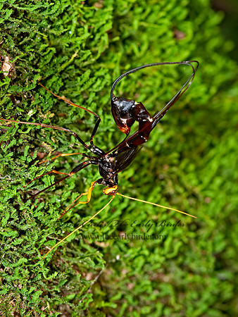 Megarhyssa atrata  GIANT BLACK ICHNEUMON 3015750z