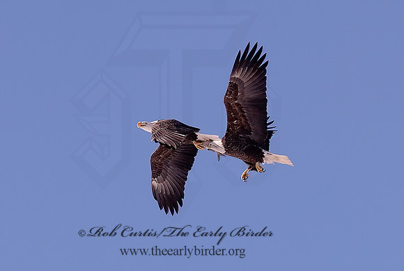 Haliaeetus leucocephalus  BALD EAGLE 6020307z