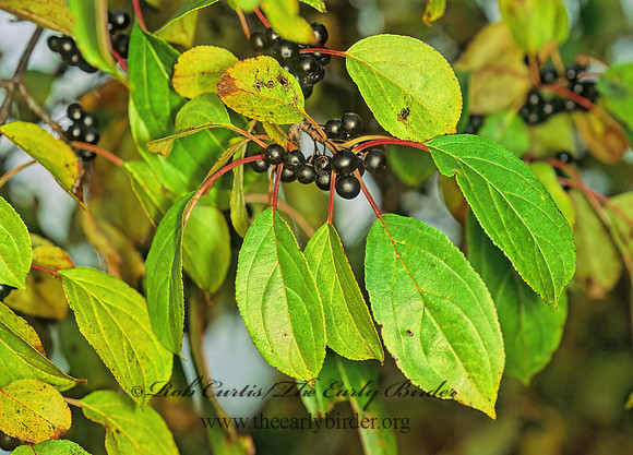 Rhamnus cathartica  COMMON BUCKTHORN 157621z
