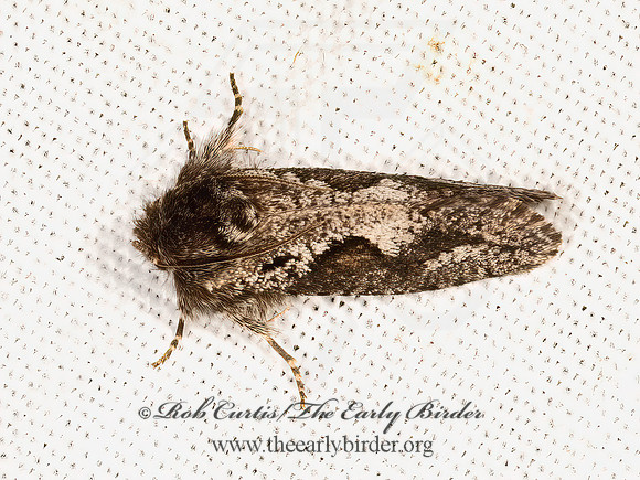 Acrolophus  TUBEWORM MOTH 3036539z