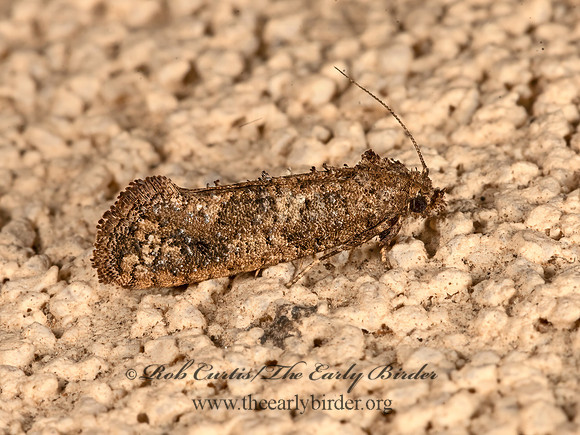 Acrolophus cressoni  CRESSON'S TUBEWORM MOTH 3036330z