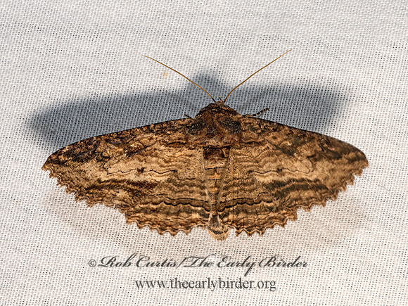 Zale  OMOPTERINI EREBID MOTH 3028367z