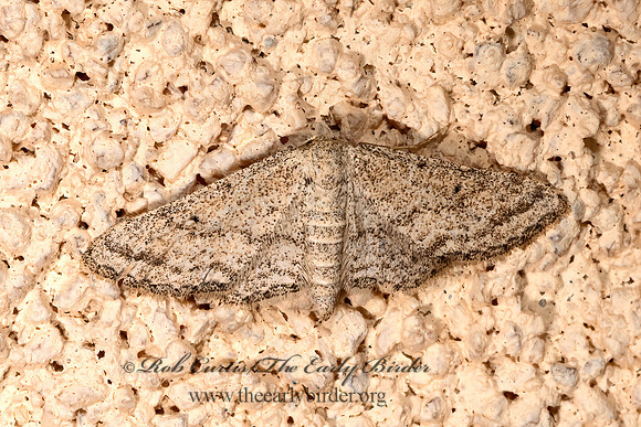 Lobocleta granitaria  STERRHINI GEOMETER 3039441z