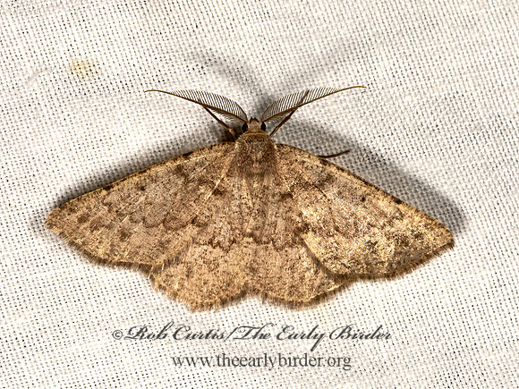 Somatolophia  OURAPTERYGINI GEOMETER 3037988z