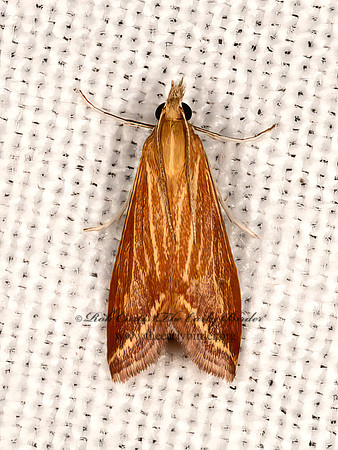 Microtheoris ophionalis  YELLOW-VEINED MOTH 3038155z