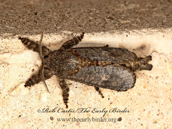Givira arbeloides  COSSID MOTH 3036299z