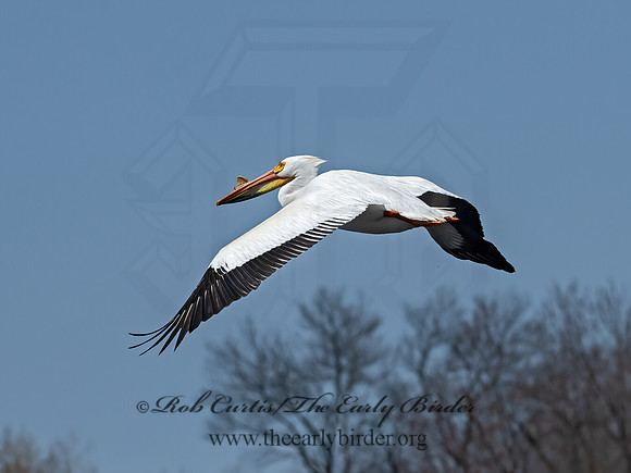 Pelecanus erythrorhynchos  AMERICAN WHITE PELICAN 3042252z