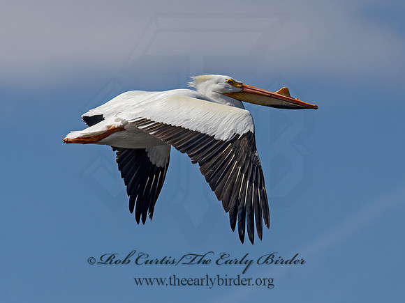 Pelecanus erythrorhynchos  AMERICAN WHITE PELICAN 3042254z