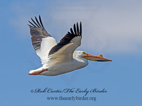Pelecanus erythrorhynchos  AMERICAN WHITE PELICAN 3042253z