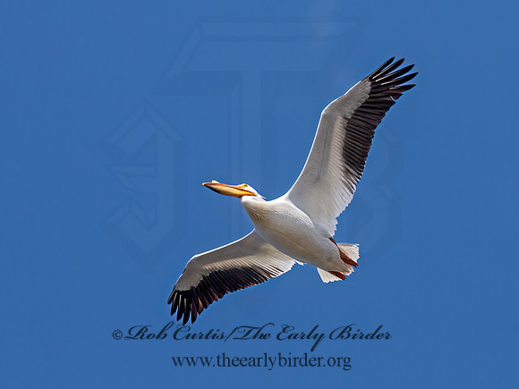 Pelecanus erythrorhynchos  AMERICAN WHITE PELICAN 3042255z