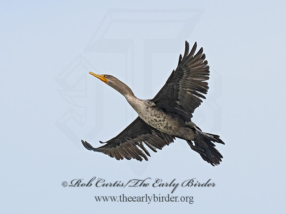 Nannopterum auritum  DOUBLE-CRESTED CORMORANT 9070251z