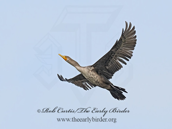 Nannopterum auritum  DOUBLE-CRESTED CORMORANT 9070247z