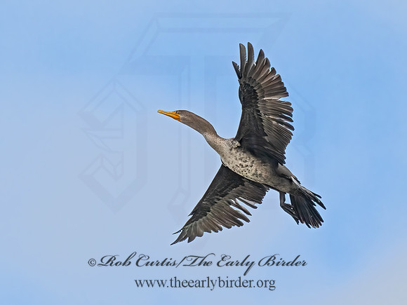 Nannopterum auritum  DOUBLE-CRESTED CORMORANT 9070257z