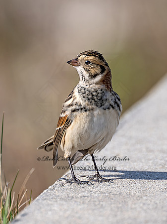 Calcarius lapponicus  LAPLAND LONGSPUR 9072524z
