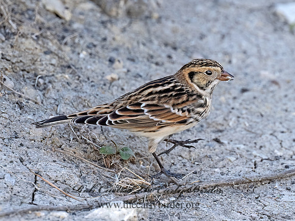 Calcarius lapponicus  LAPLAND LONGSPUR 9072498z