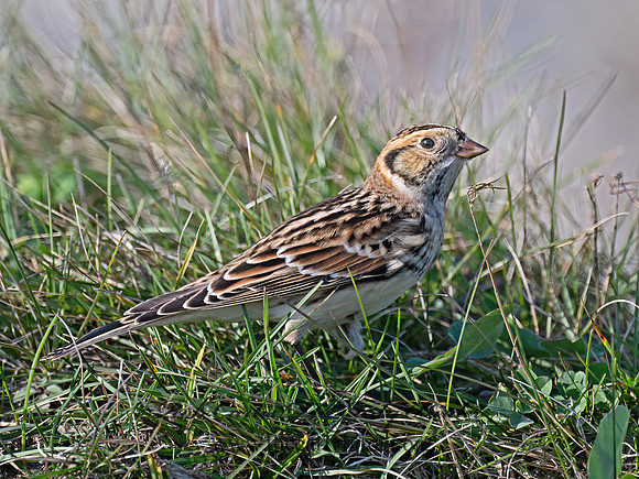 Calcarius lapponicus  LAPLAND LONGSPUR 9072516z