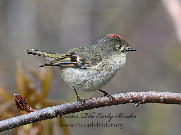 Corthylio calendula  RUBY-CROWNED KINGLET 3042280z