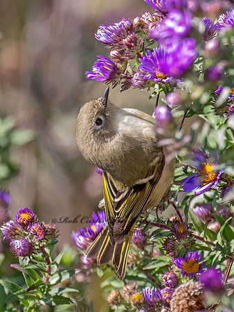 Corthylio calendula  RUBY-CROWNED KINGLET 9070182z