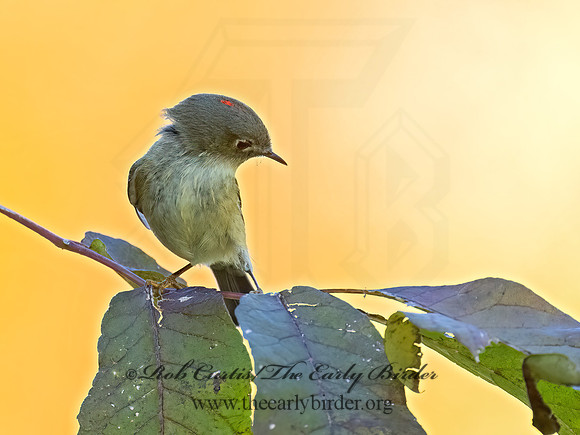 Corthylio calendula  RUBY-CROWNED KINGLET 9071363z