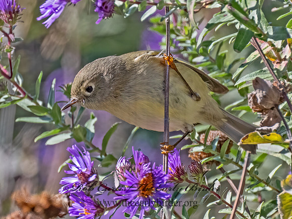 Corthylio calendula  RUBY-CROWNED KINGLET 9070186z