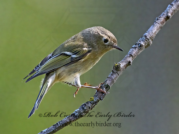 Corthylio calendula  RUBY-CROWNED KINGLET 9071396z