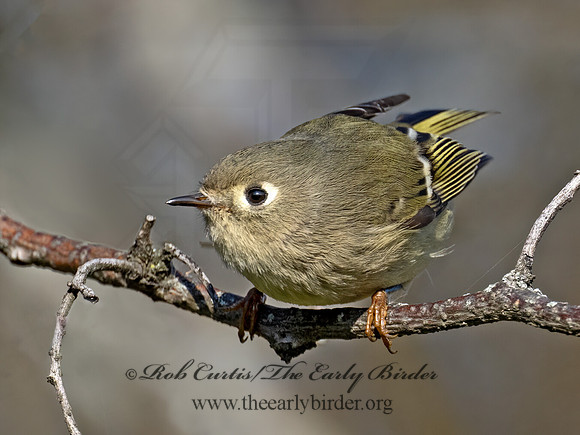 Corthylio calendula  RUBY-CROWNED KINGLET 9071525z