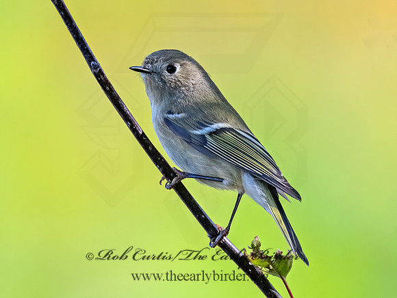 Corthylio calendula  RUBY-CROWNED KINGLET 9071431z