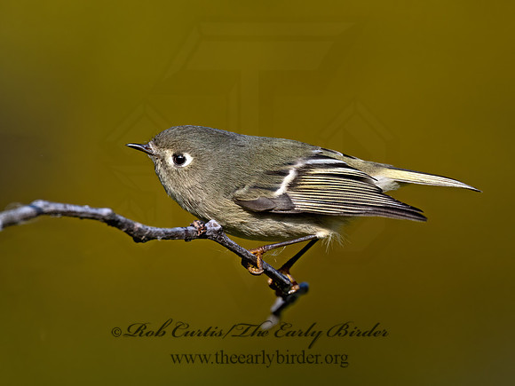 Corthylio calendula  RUBY-CROWNED KINGLET 9071527z