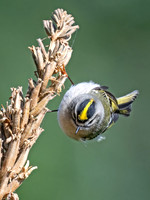 Regulus satrapa GOLDEN-CROWNED KINGLET 9070176z
