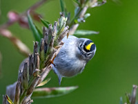 Regulus satrapa GOLDEN-CROWNED KINGLET 9070162z