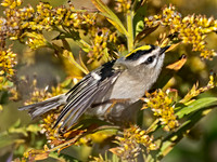 Regulus satrapa GOLDEN-CROWNED KINGLET 9070956z