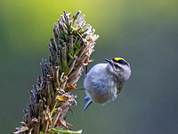 Regulus satrapa GOLDEN-CROWNED KINGLET 9070156z