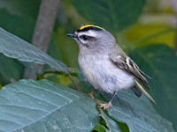 Regulus satrapa GOLDEN-CROWNED KINGLET 9071451z